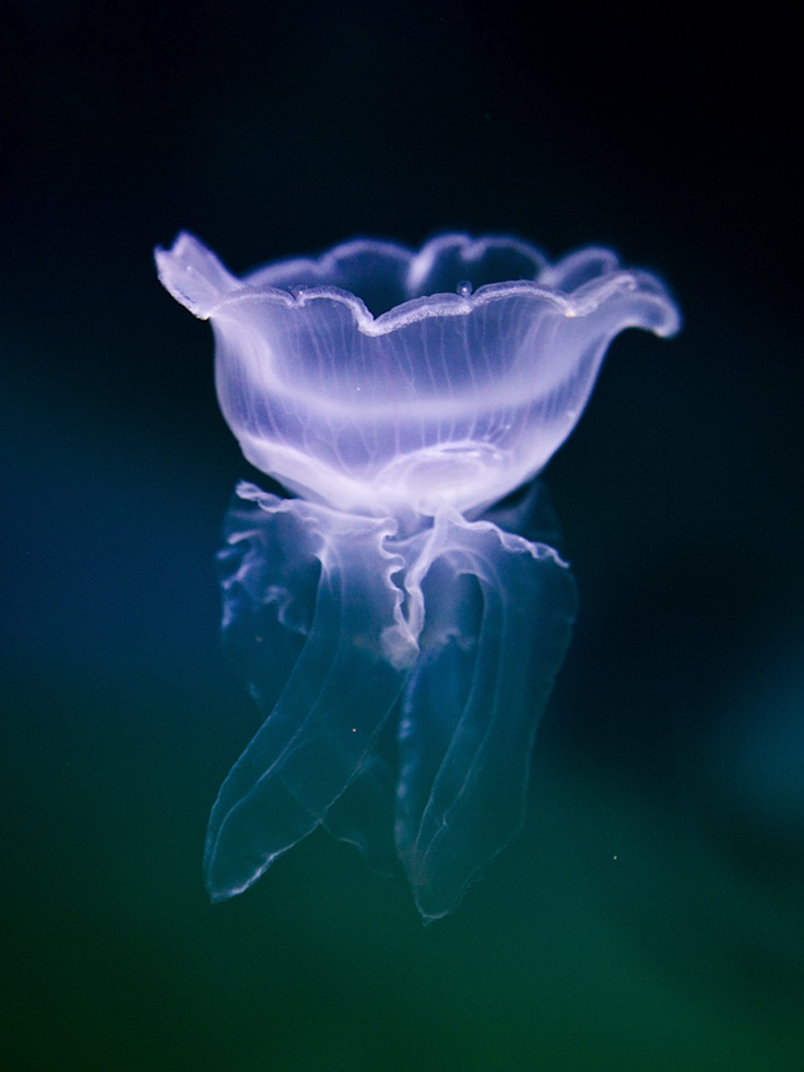  Tulip Jellyfish