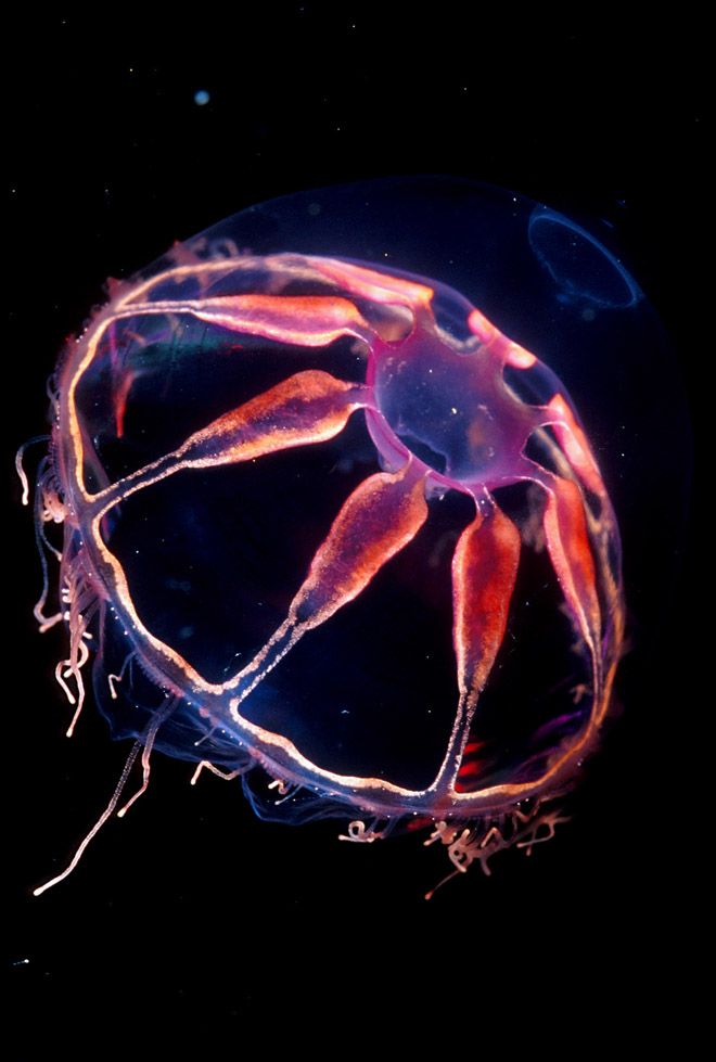 sea, deep-water jellyfish, which have been found off the coast of Antarctica and Alaska. via sampry
