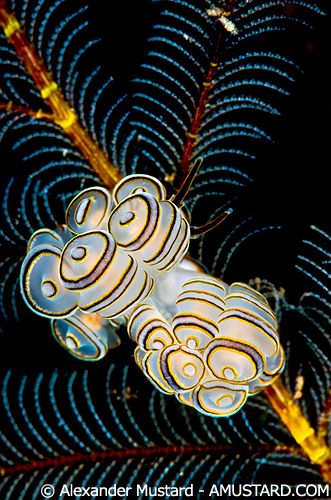 Donut sea slug from Bali, Indonesia, by Alexander Mustard