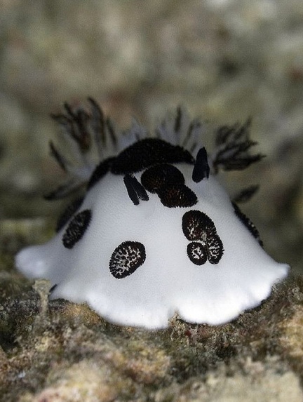 Polka dot nudibranch . Jorunna funebris. the black spots are actually bristles sticking out of body.
