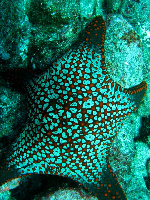 Turquoise starfish 