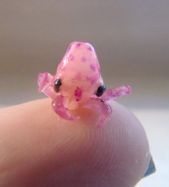 Tiny baby octopus