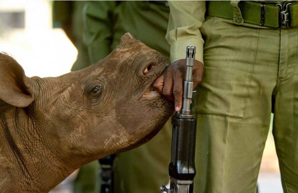  Infant black rhino. Armed soldiers guard every black rhino to protect them from poachers. The animals see the soldiers as members of their families.
