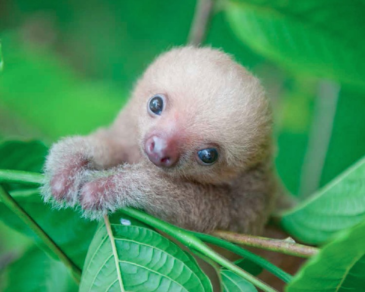 Sloth by Sam Trull