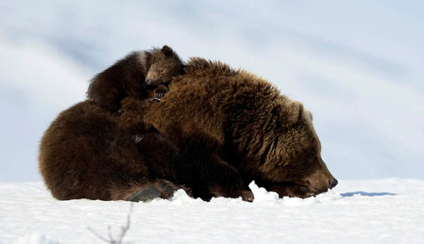 Tired bear cub. Photo by Igor Shpilenok