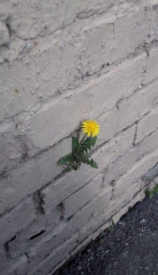 A determined flower.
