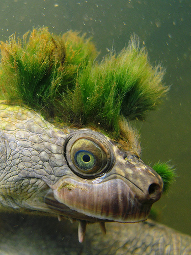 animals-mary-river-turtle-in-australia-by-chris-van-wyk-on-flickr
