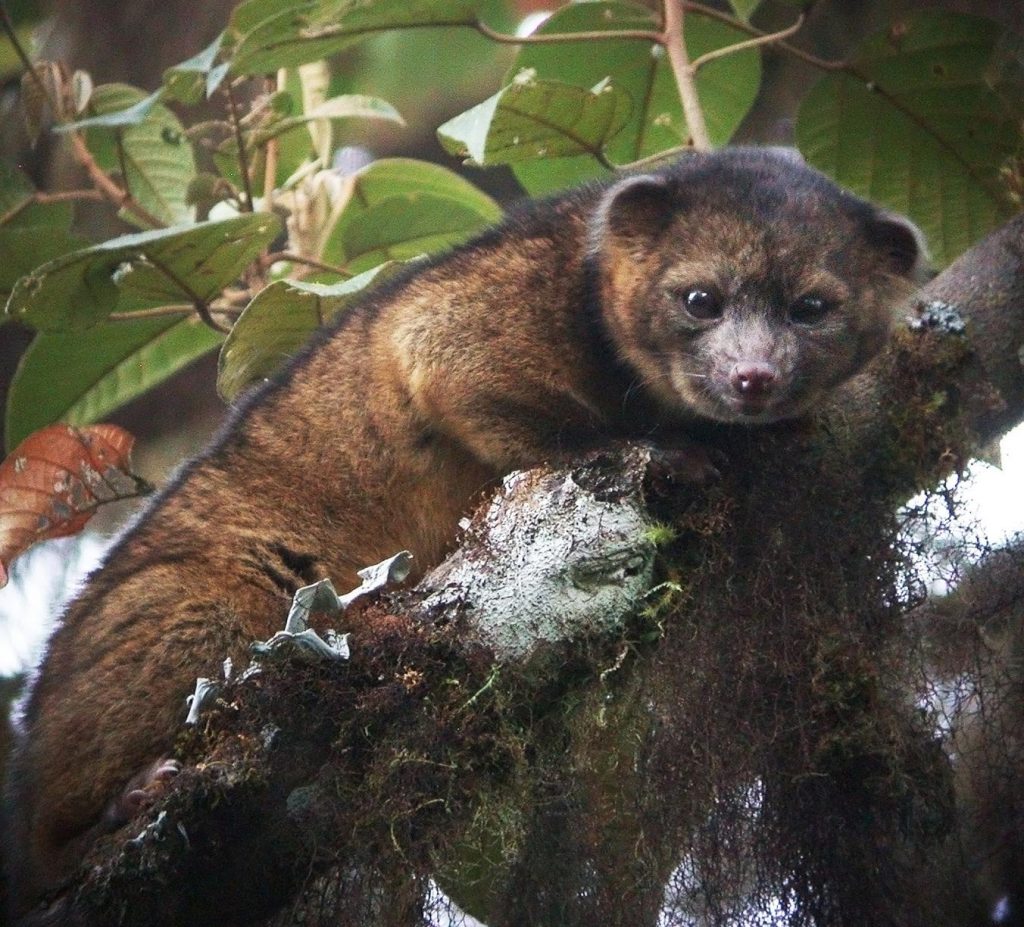 The olinguito is the first carnivore species to be discovered in the Western Hemisphere in 35 years. 
