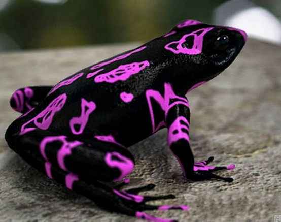 Purple flourescent harlequin frog
