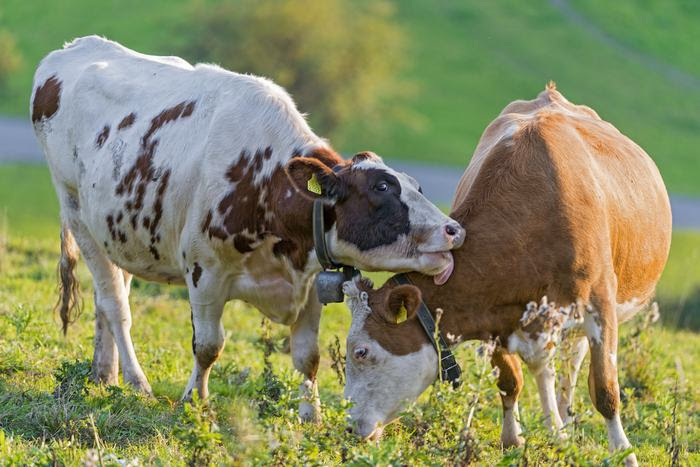 Cows have best friends, known for being highly sociable. 