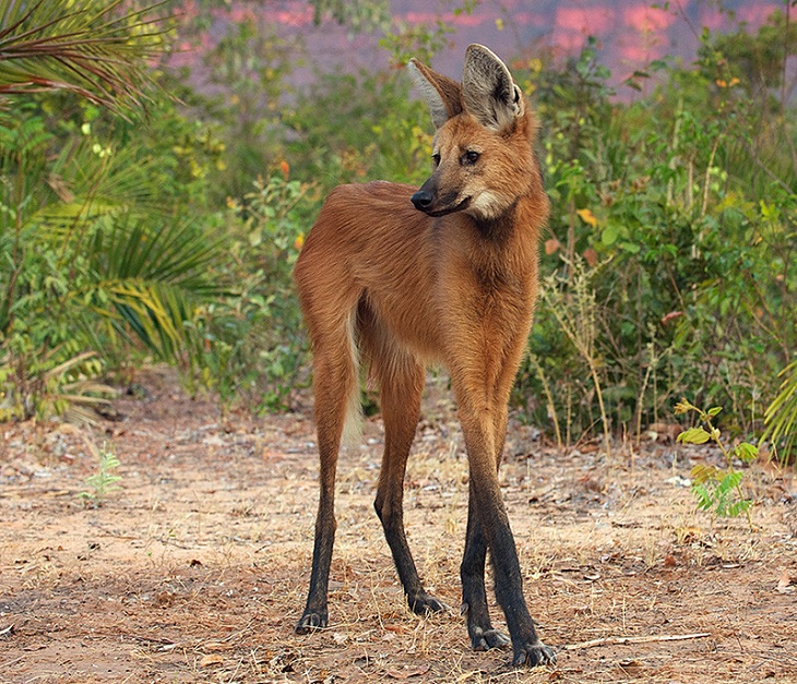 The maned wolf is the tallest of all wild canids Its long legs are an adaption to the tall grasslands found in its native habitat in South America.