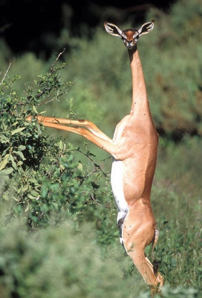 Gerenuk in Somali means Giraffe-necked. From E. Africa, the neck and ability to stand on their long legs allows this antelope to reach into trees.